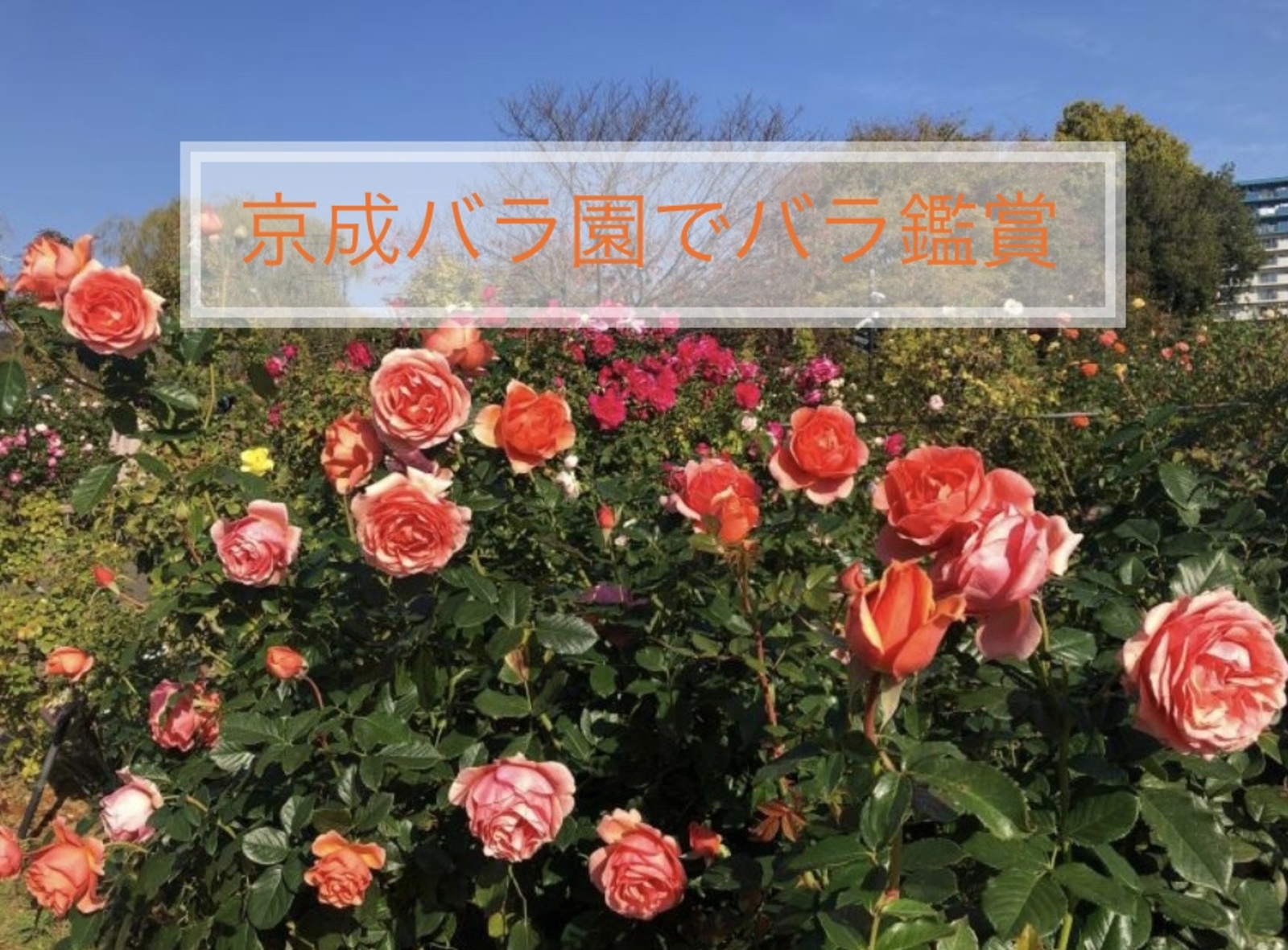 京成バラ園に秋バラを見に行きましょう！
