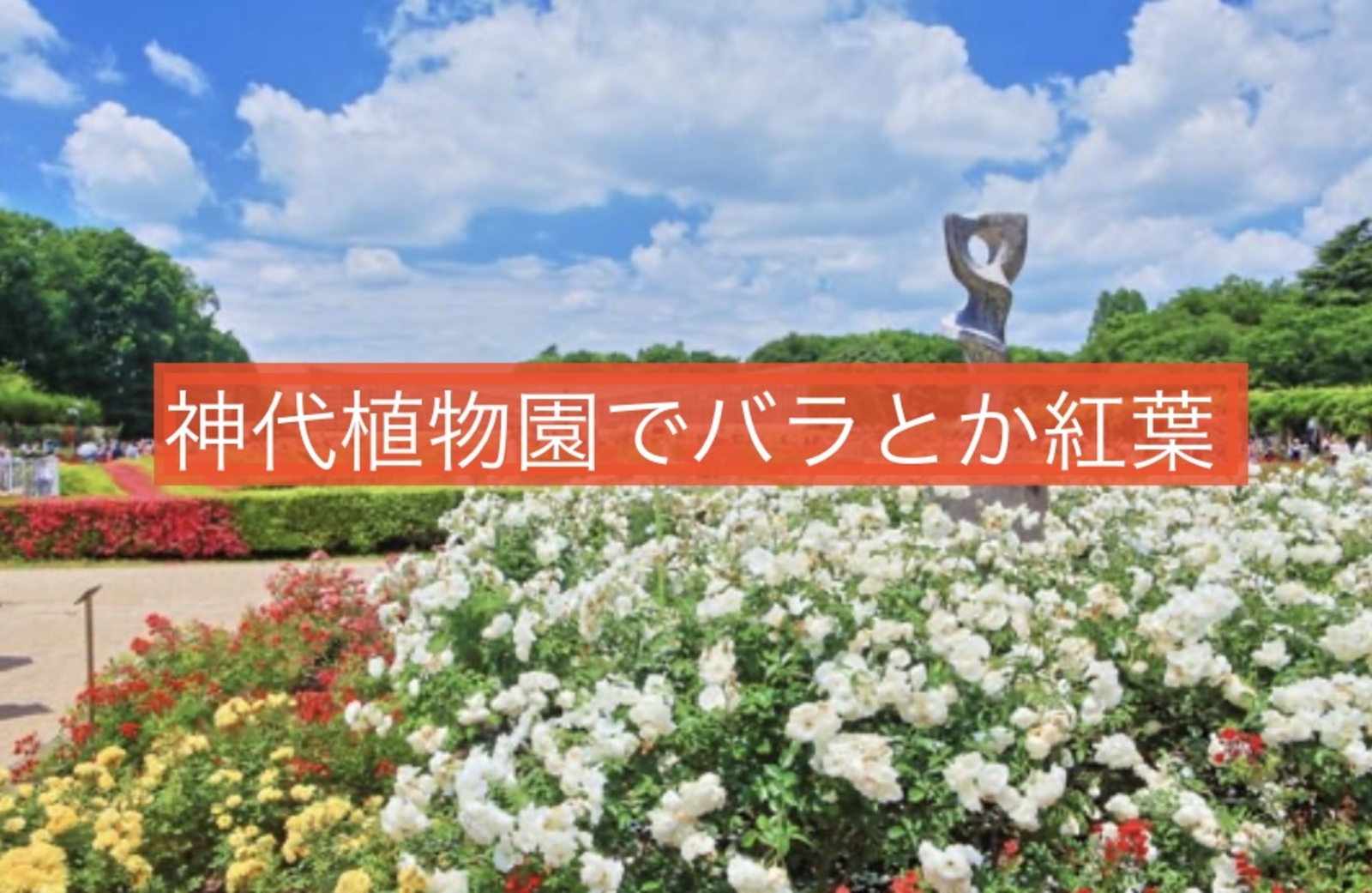 神代植物園に秋バラと紅葉を見に行きましょう！