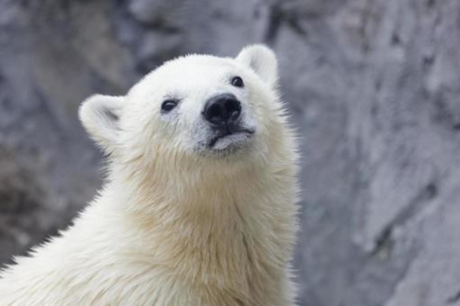 旭山動物園のシロクマ🐻‍❄️に会いにいこう♪