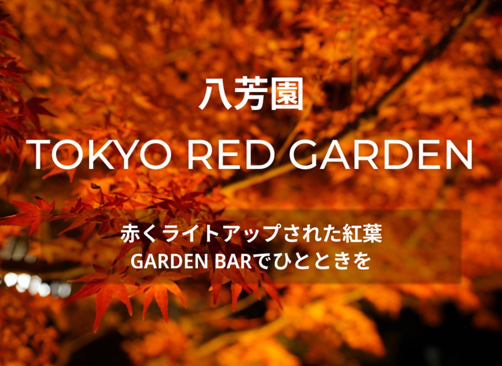 八芳園 TOKYO RED GARDENに行きましょう。赤くライトアップされた紅葉に囲まれてBARでひとときを🍁🍷