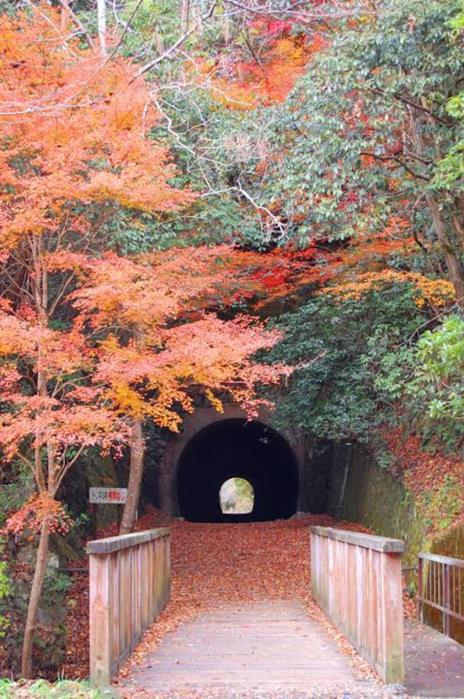 武庫川渓谷（廃線敷）でハイキングしませんか？