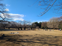 散歩と読書！都内の公園で読書会~解放感ある自然の中で読書会しませんか？