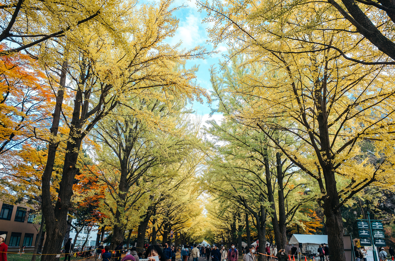 やっぱり北大金葉祭にいってみよう🍁