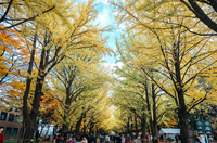 やっぱり北大金葉祭にいってみよう🍁