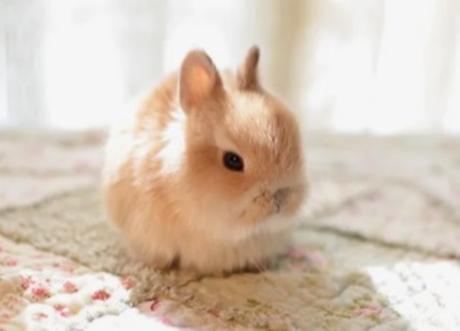可愛い🐰うさぎカフェに行こう🐰🍓♡