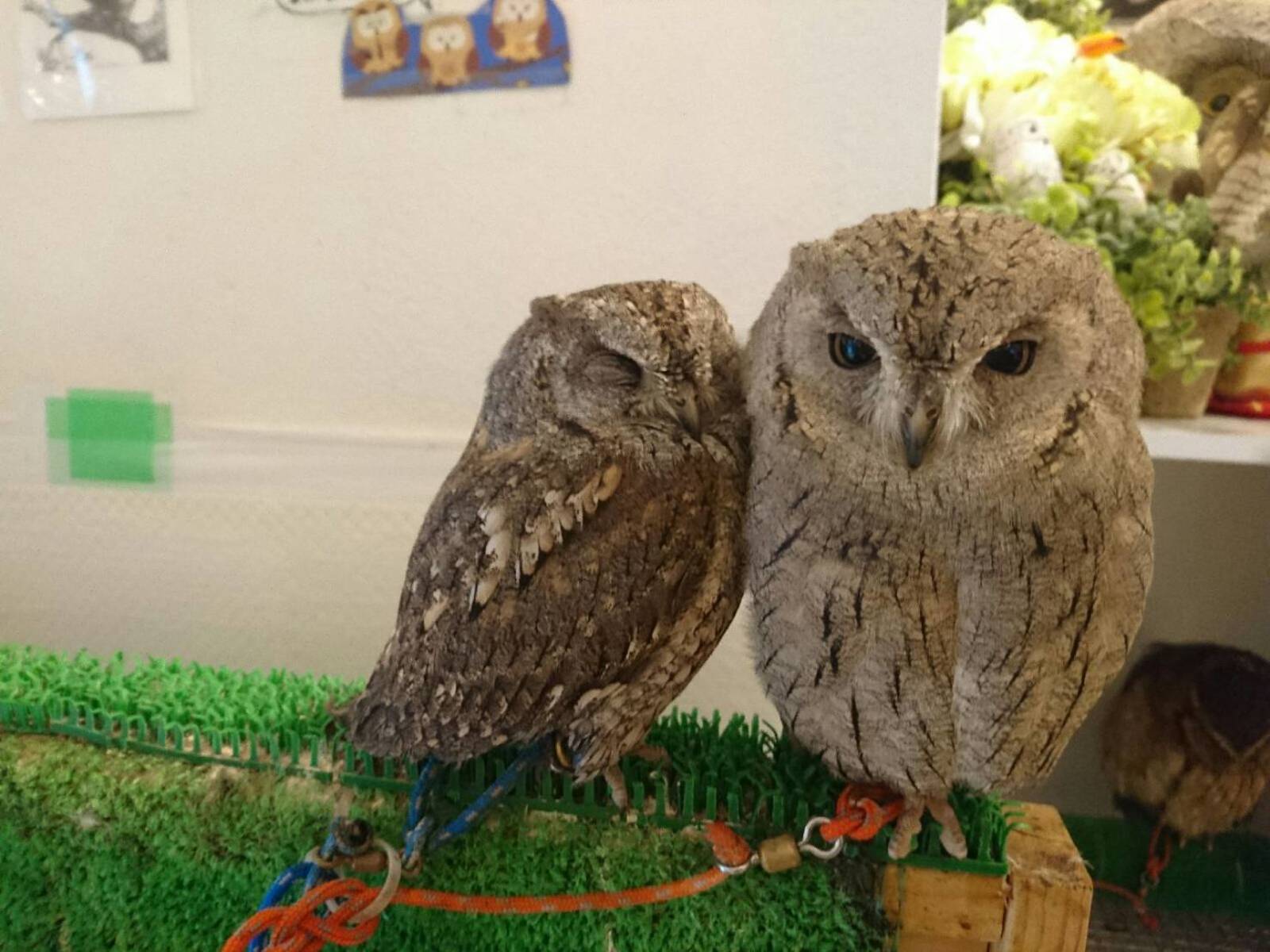 鳥カフェへ行こう！女性主催です〜🐤