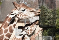 【上野動物園で友達作り】♪１人参加も初参加も安心♪みんなで動物園で友活しましょう♪♪【動物園友活】【♪たっぷり２時間♪】