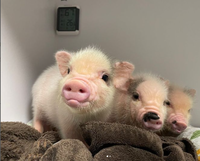 珍しい動物カフェ！？子豚カフェに癒されに行こう♪