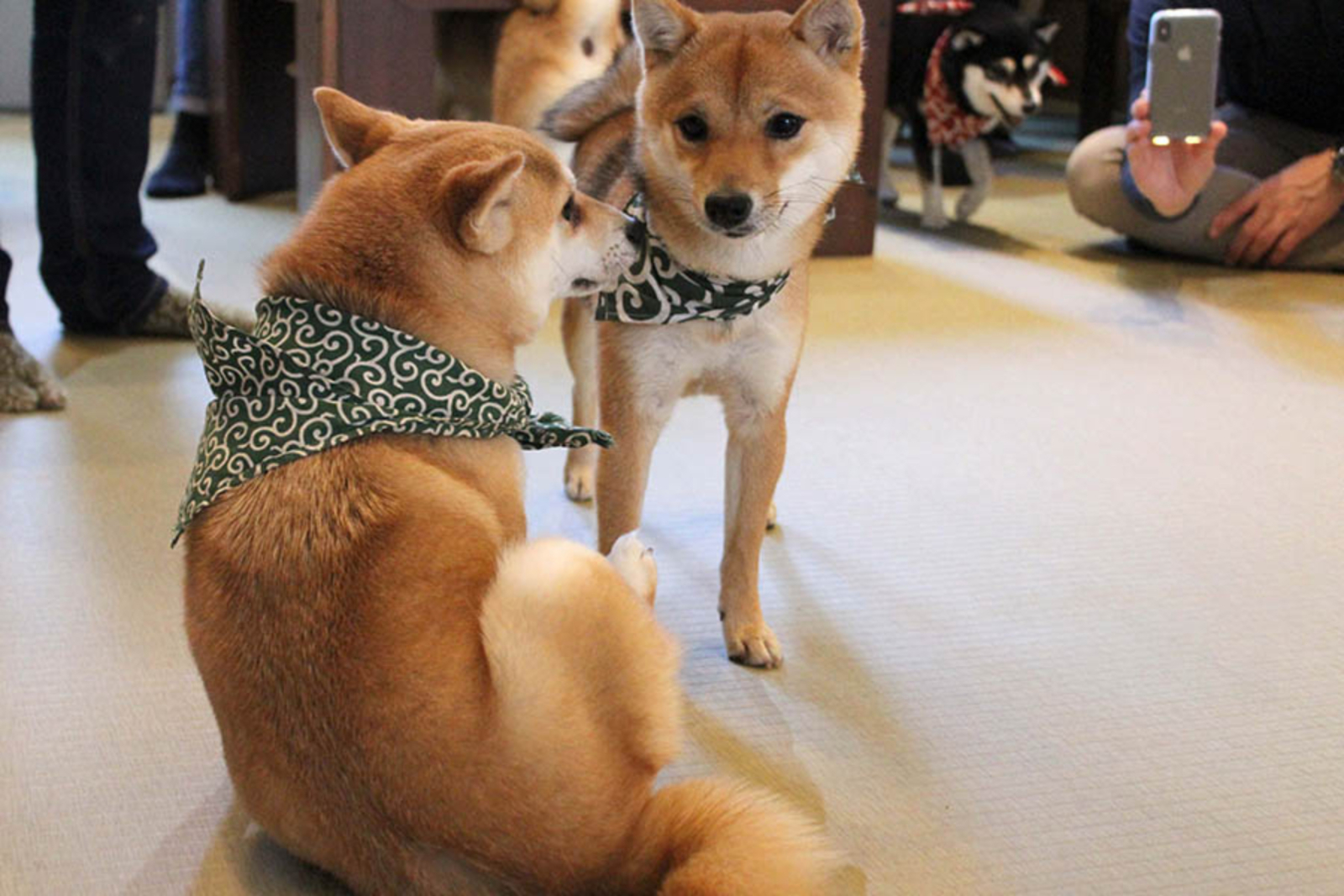 もふもふ꒰＊ᐡ - ﻌ - ᐡ꒱@豆柴カフェに癒されに行こう🐶🐾