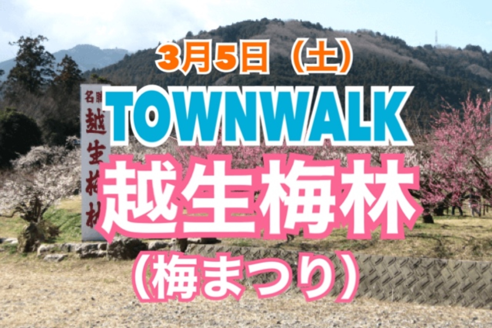 【TOWN WALK】埼玉県越生町の「関東三大梅林」に梅の花を見に行きグルメも楽しもう！