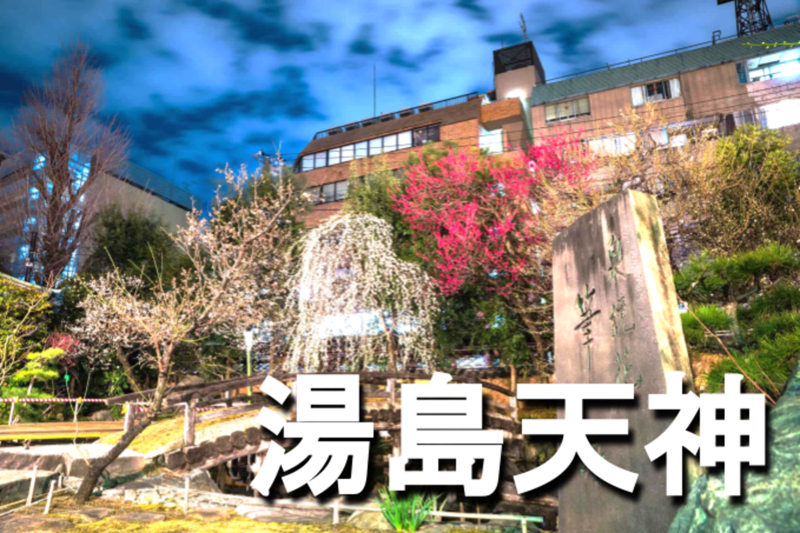 学生無料｜湯島天満宮の夜散歩🚶‍♂️梅の花のライトアップの鑑賞も楽しみましょう♪