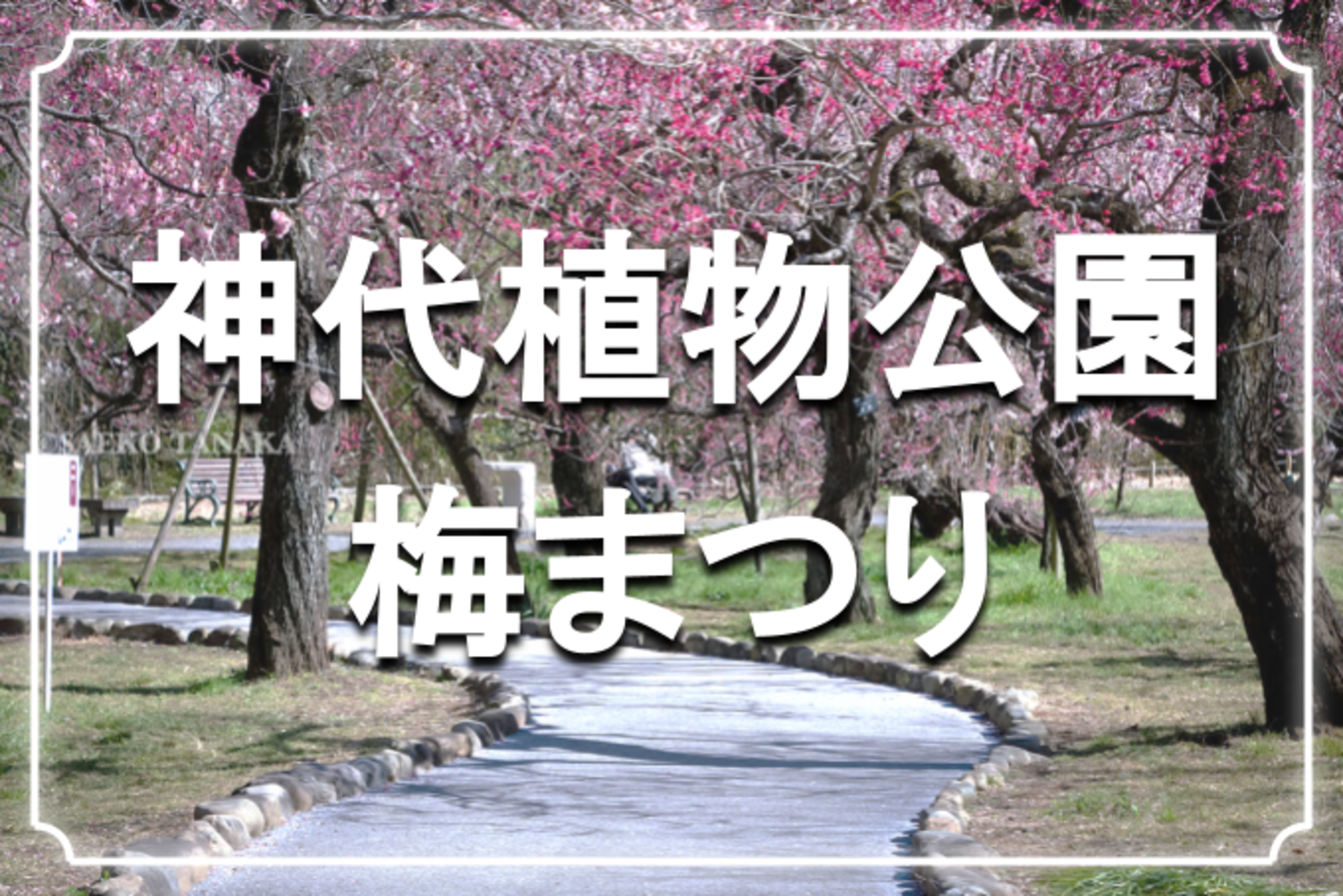 学生無料｜神代植物公園の散歩と梅まつりに参加しよう！