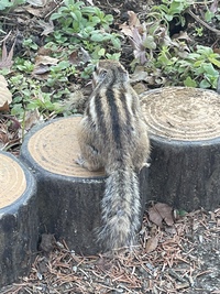 🐿りすの家にお邪魔する会🐿