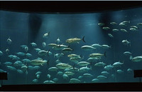 【開催決定!! 】30代・40代で葛西臨海水族園に行こう♬　※残り男女各1名