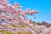 【4月8日(土)】吉野山 ～SAKURA、爆アゲ↑↑観賞ツアー2023～