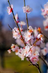 須磨離宮公園観梅フォトセッション