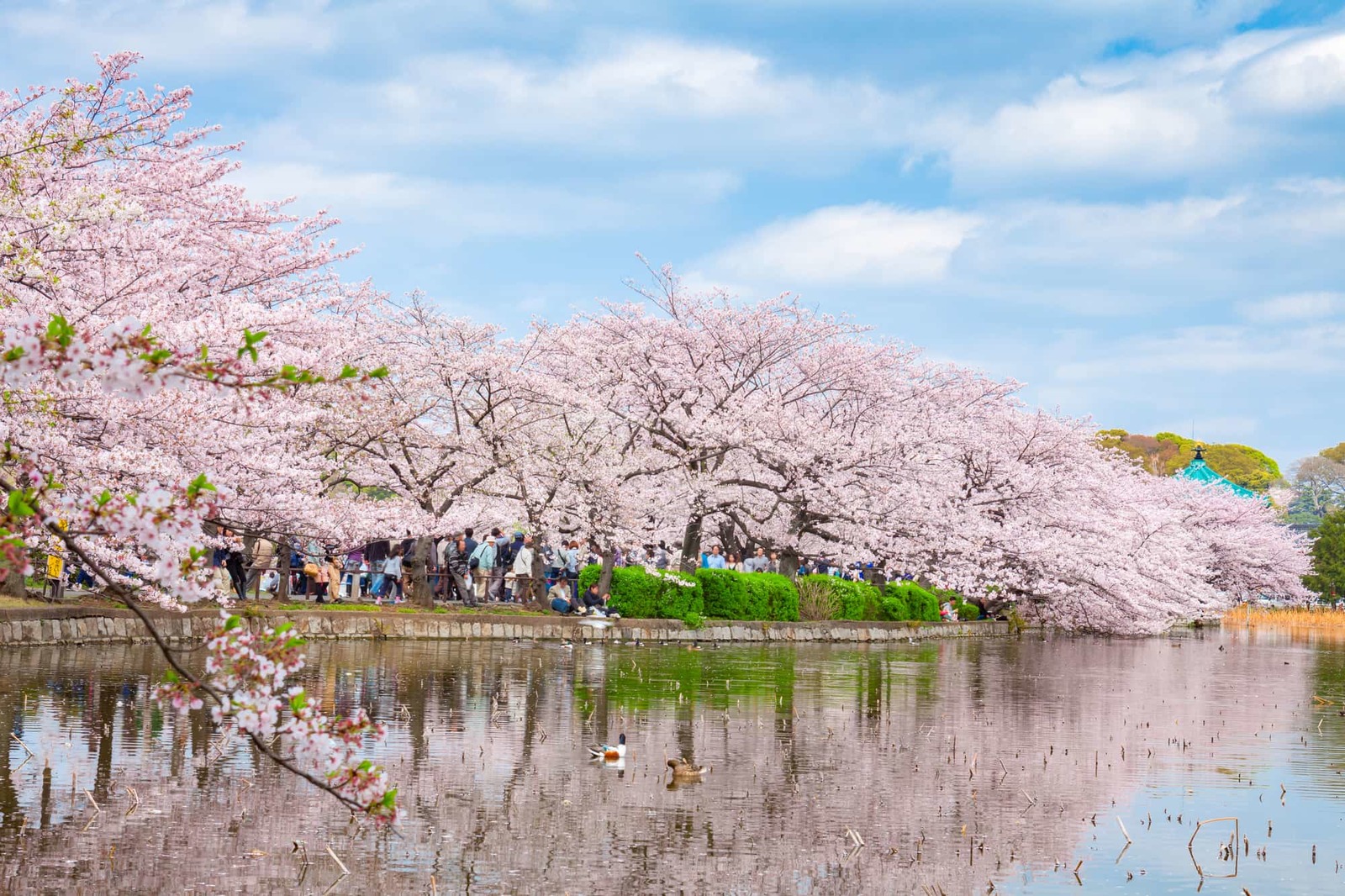 上野公園×桜！春を満喫しよう😺😺