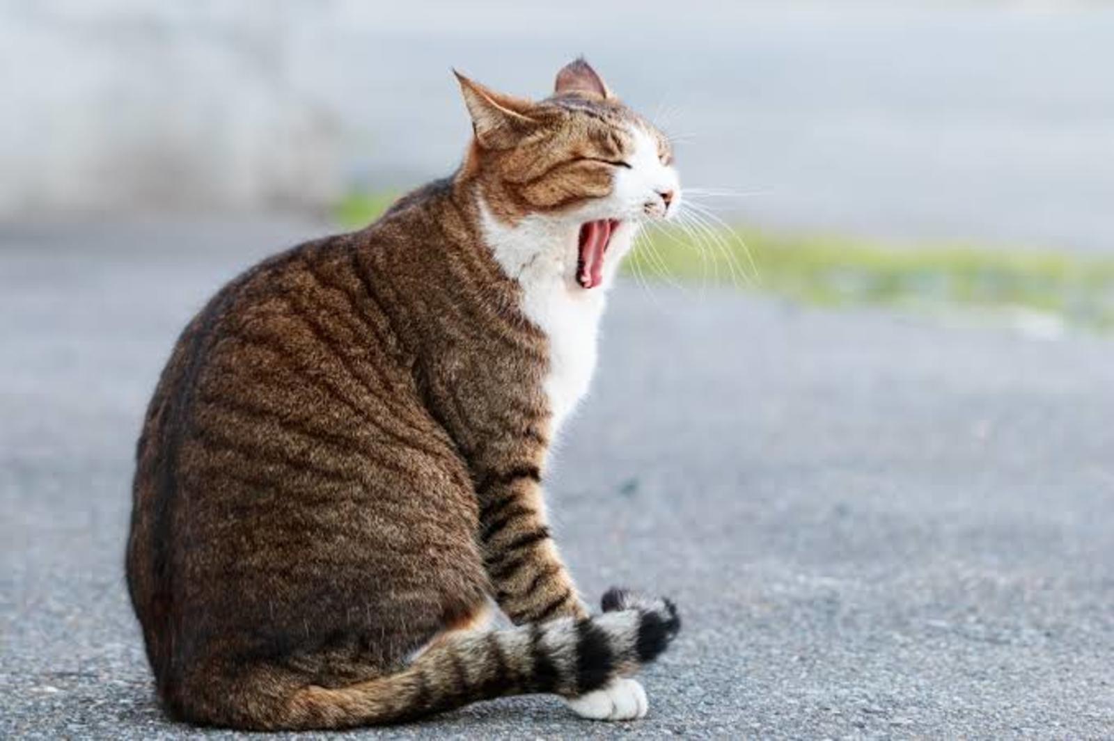 猫カフェに行く〜〜〜！！猫好き集まれ⭐︎