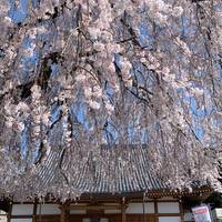 谷中銀座食べ歩き＆お花見🌸！女性主催です〜🐻