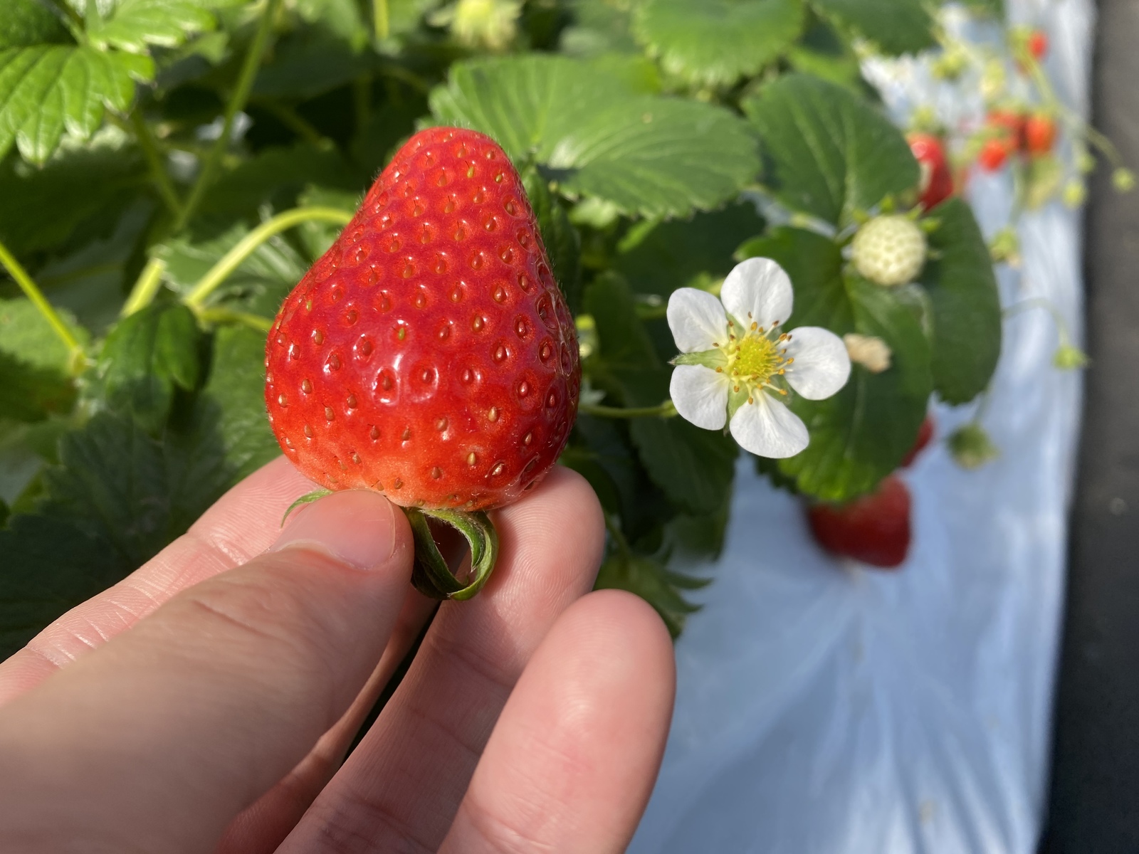 旬を迎えたいちごを食べに行こう🍓