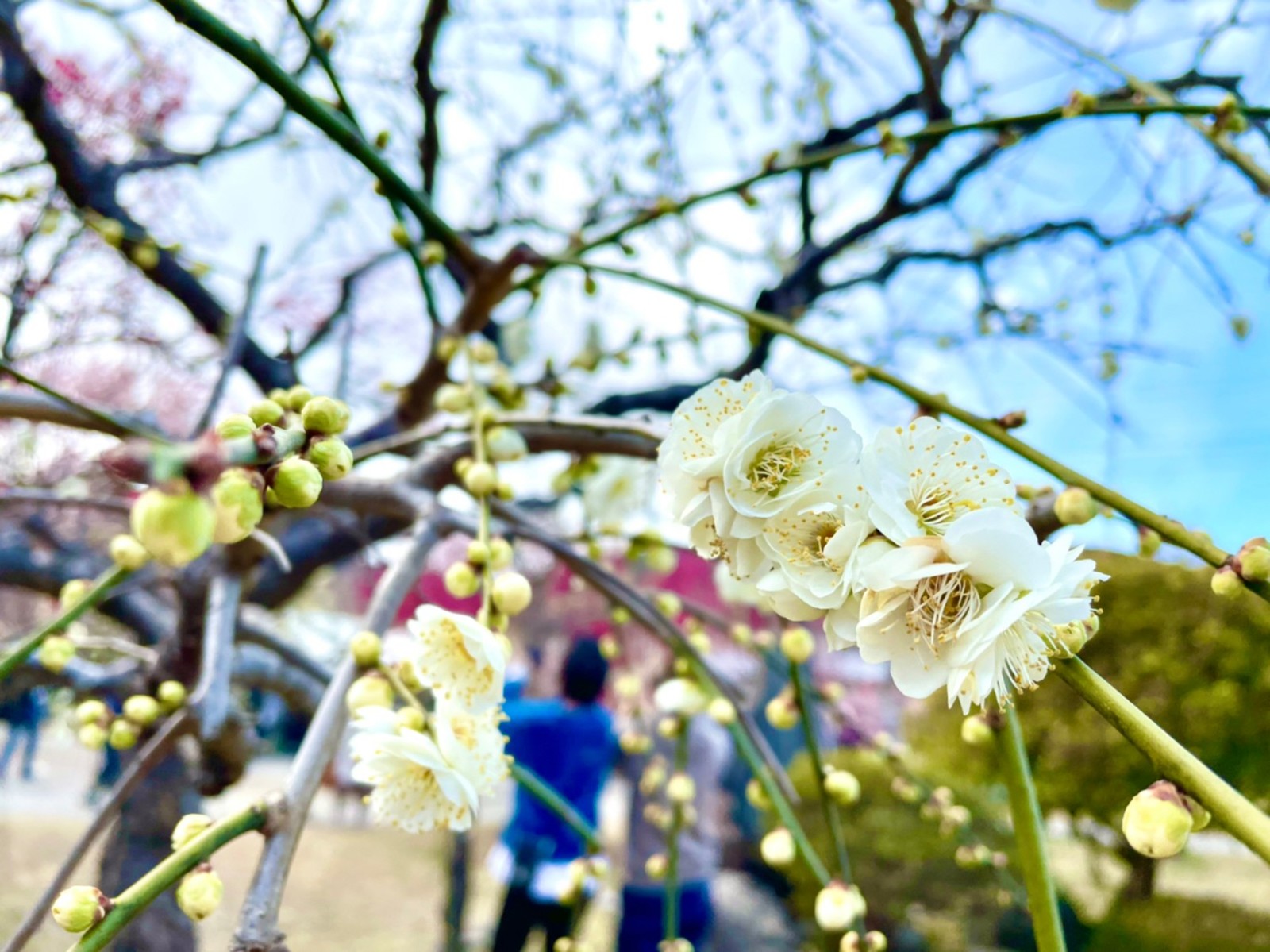 【富士山PG15】お花見したいゆるハイキング