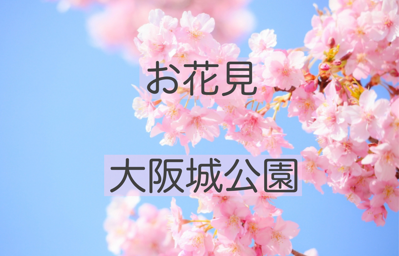 お花見🌸大阪城公園　持ち寄りで気軽に参加