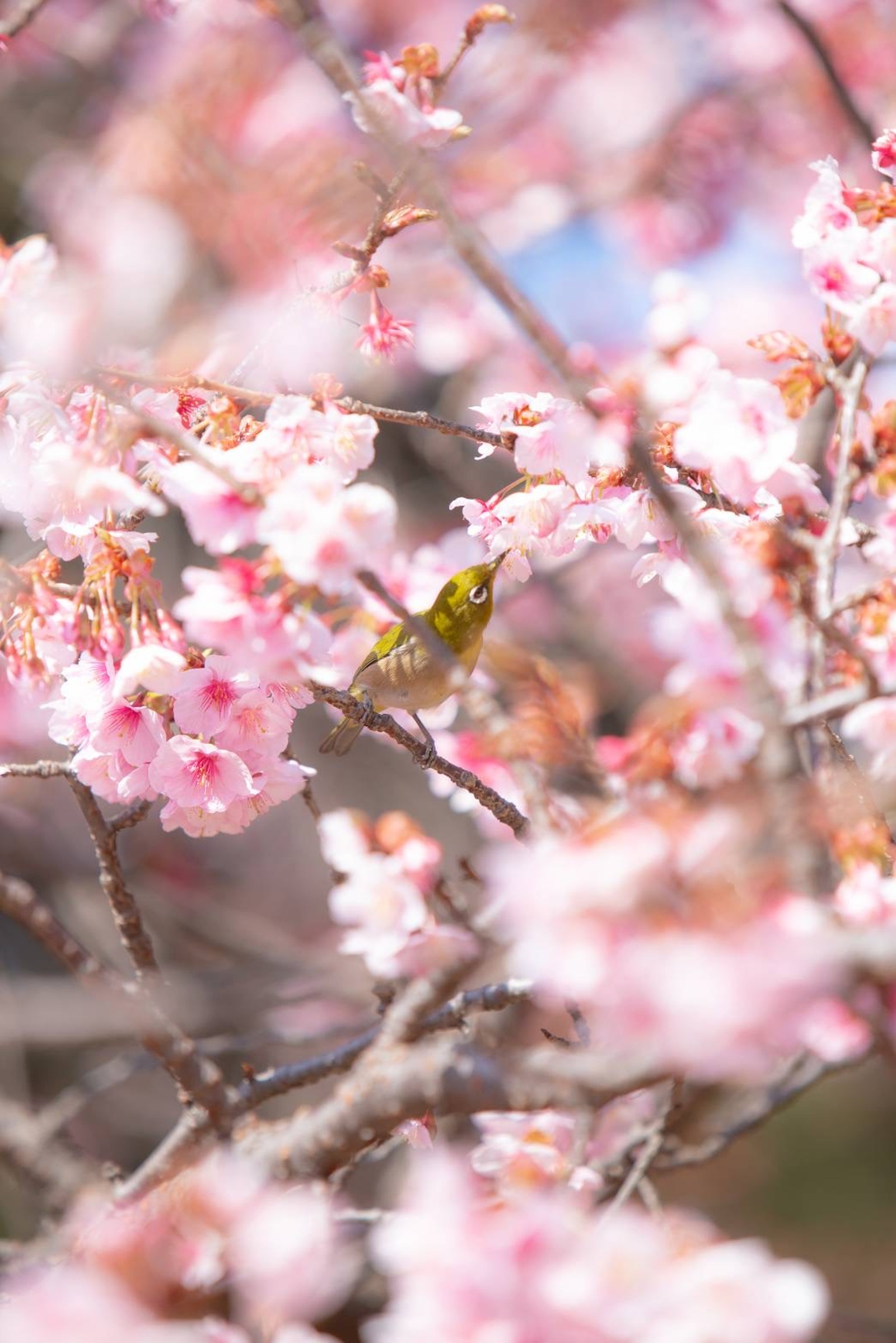 ⭕️雨天決行タイムセール⭕️【20代前半主催】 春は桜だ、花見だ🌸 