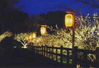 3/4(土曜)【名古屋～知多】毎月開催お花見会で今回「佐布里池梅まつり」を満喫♪【ネクステdeお花見会】