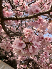 （満員です🌸🌸）「桜を見る会(￣∀￣)」（新宿御苑🌸🌸）  3/21（火祝）11時40分〜夕方まで