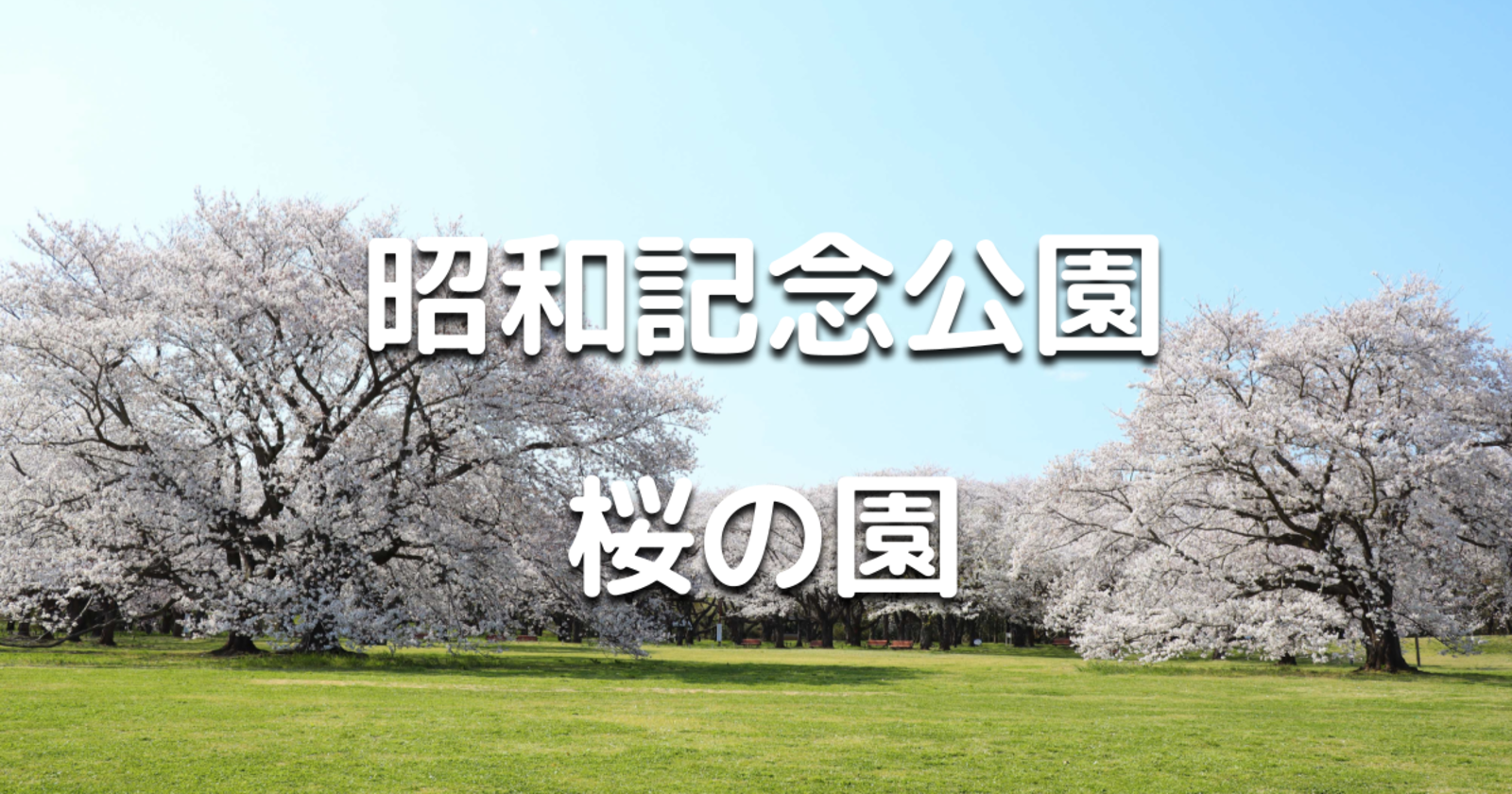 【天気が悪そうなので中止】国営昭和記念公園の花見散歩「桜の園」を歩きましょう♪