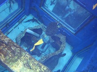 3月11日(土) 残2名　水槽で泳ぎます