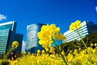 【カメライベント】菜の花、桜が楽しめる都心のオアシス浜離宮恩賜庭園に行きましょう