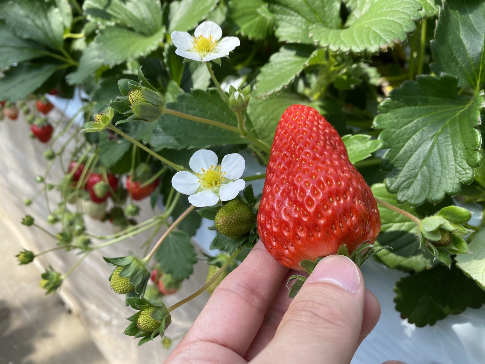旬を迎えたいちごを食べに行こう🍓@横浜