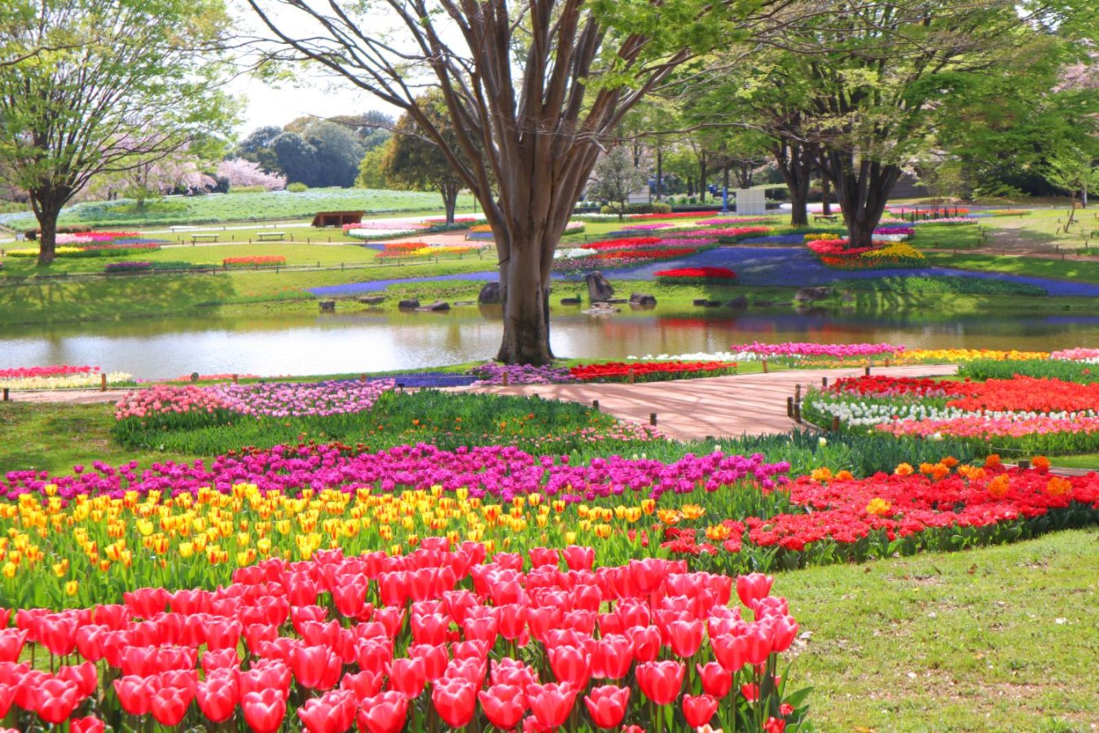 【カメライベント】菜の花、桜、チューリップが楽しめる昭和記念公園に行きましょう