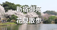 新宿御苑で花見と散歩を楽しみましょう♪
