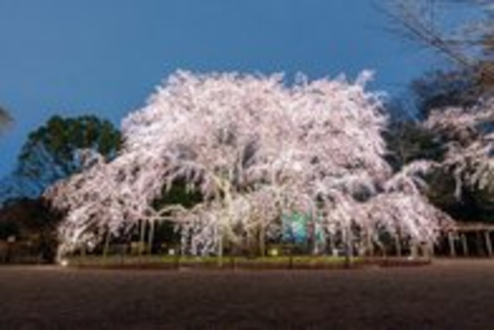 六義園の夜桜イベント　weeping cherry blossom event