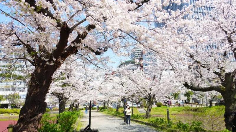 福岡で花見！！🌸🌸✨~福岡社会人お笑いサークル簡易説明会という名の花見~
