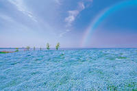 ネモフィラ撮りにいきましょー♪【大阪から1時間半圏内くらいで】スマホ参加もOK