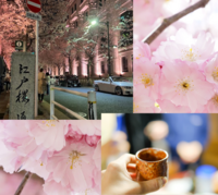 東京駅スタート　日本橋江戸桜通り　　開運神社パワースポット夜桜ライトアップ散歩散策オフ会　 おしゃれなカフェで休憩も予定