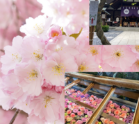 東京大神宮&千鳥が淵桜散策　今年最強日一粒万倍日天赦日！！桜も観ながらお花見縁結びパワースポット散策会
