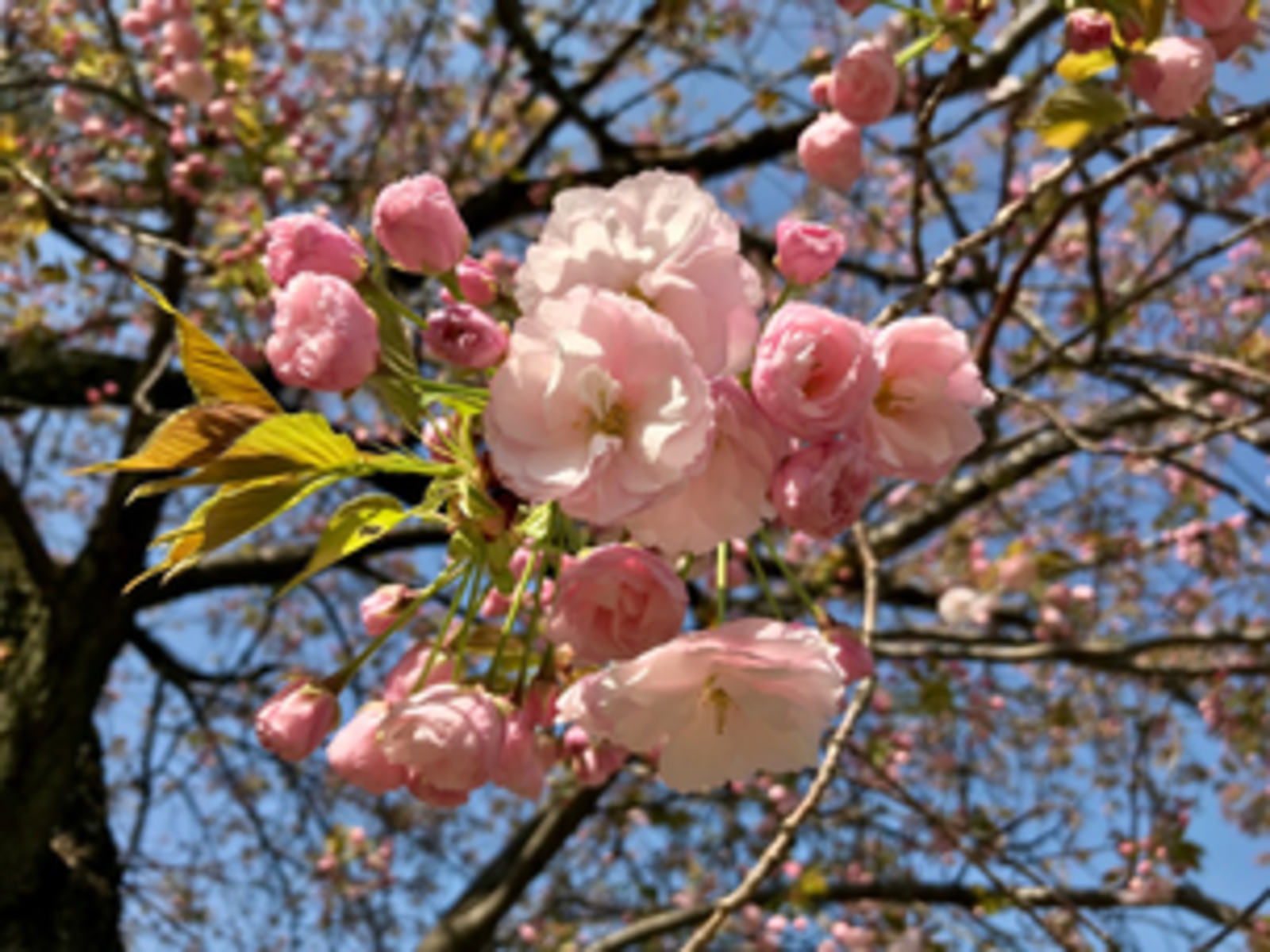 「桜を見る会(￣∀￣)vol.2」（浜離宮恩賜庭園🌸🌸）  3/26（日）11時30分〜14時30分