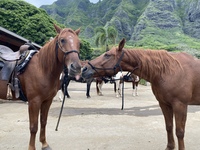 馬好きさん🐴💕たちと中山競馬場に行ってみる会