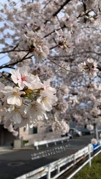 鴨川で朝活🌸お花見ピクニックしよう🥪