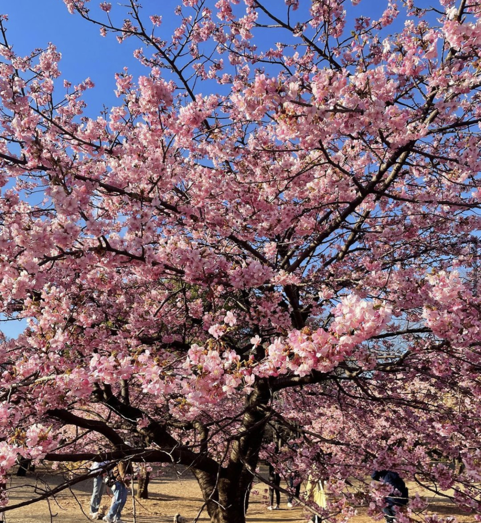 【満員締切🙇‍♂️】4/1(土)📷代々木公園に桜の写真撮りに行きましょう🌸