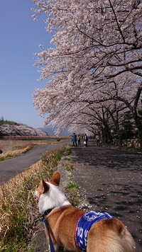 2023.4月🌸 練習会(桑名市)&お花見