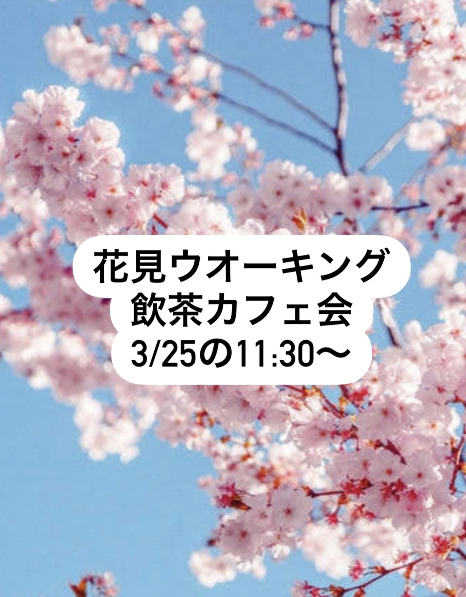 3/25(土)西公園⇄大濠公園の花見カフェ会