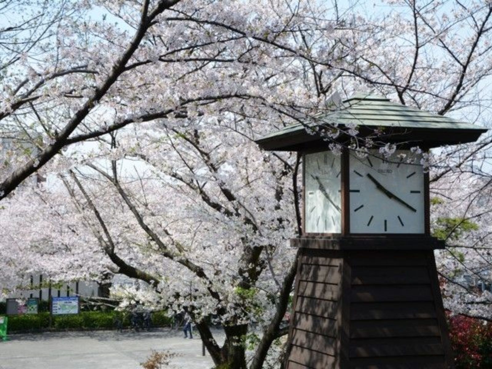 【お花見と新貨幣予習会】 飛鳥山公園の桜を見ながら、渋沢史料館を見学しよう！