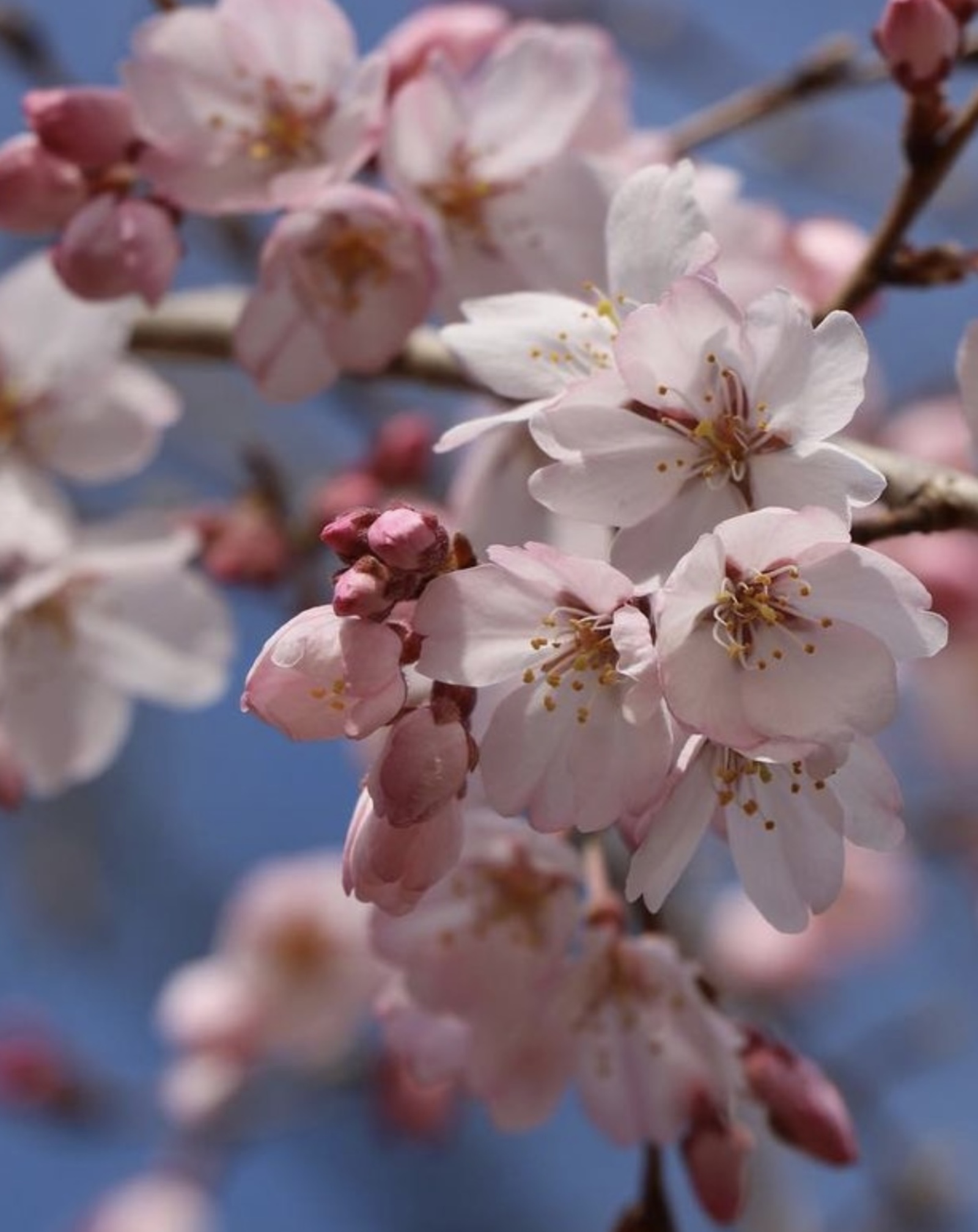 桜🌸を見ながら楽しくウォーキング👟
