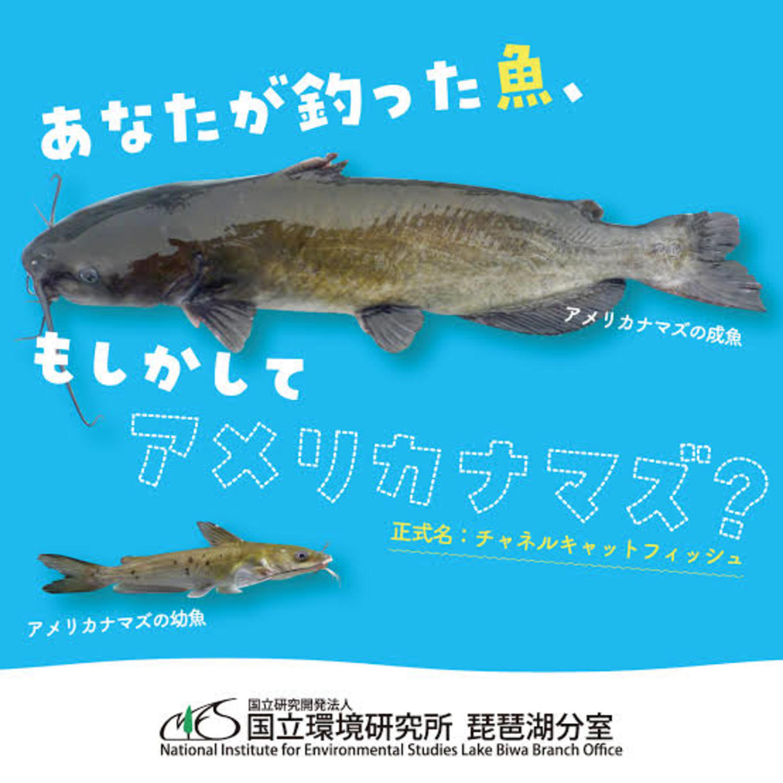 【第1回】野食ハント-霞ヶ浦のアメリカナマズ編-