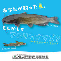 【第1回】野食ハント-霞ヶ浦のアメリカナマズ編-